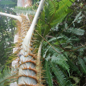 Maison Louis Drucker